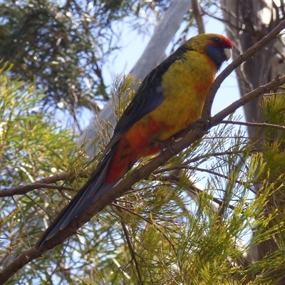 Platycercus eximus x caledonicus (Hybrid) at West Hobart, TAS - 24 Oct 2025 by VanessaC