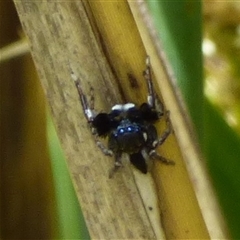 Unverified Jumping or peacock spider (Salticidae) at West Hobart, TAS - 24 Oct 2025 by VanessaC