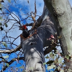Callocephalon fimbriatum (Gang-gang Cockatoo) at Symonston, ACT - 24 Oct 2025 by BethanyDunne