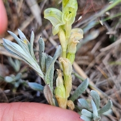 Hymenochilus cycnocephalus (Swan greenhood) at Hume, ACT - 24 Oct 2025 by BethanyDunne