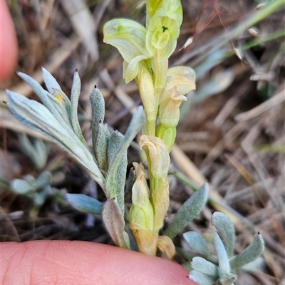 Hymenochilus cycnocephalus (Swan greenhood) at Hume, ACT - 24 Oct 2025 by BethanyDunne