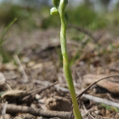 Hymenochilus (genus) (A Greenhood Orchid) at Hume, ACT - 27 Sep 2025 by BethanyDunne
