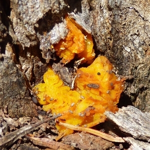 Tremella mesenterica (Witch's Butter or Yellow Brain) at West Hobart, TAS - 24 Oct 2025 by VanessaC