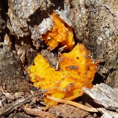 Tremella mesenterica (Witch's Butter or Yellow Brain) at West Hobart, TAS - 24 Oct 2025 by VanessaC