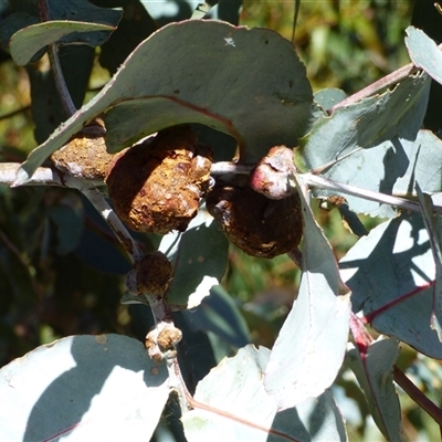 Unverified Eucalyptus Gall at West Hobart, TAS - 18 Oct 2025 by VanessaC