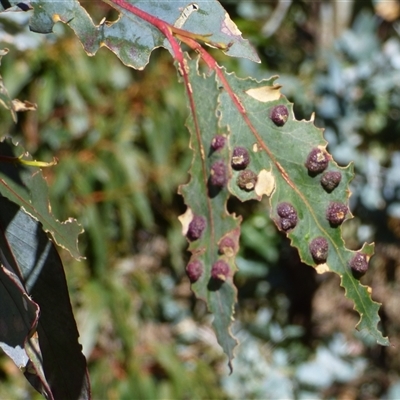 Unverified Unidentified Insect Gall at West Hobart, TAS - 18 Oct 2025 by VanessaC