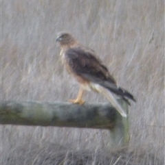 Circus approximans (Swamp Harrier) at Sandford, TAS - 26 Sep 2025 by VanessaC