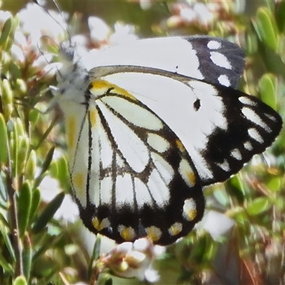 Belenois java (Caper White) at Cotter River, ACT - 24 Oct 2025 by JohnBundock