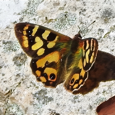 Argynnina cyrila (Forest Brown, Cyril's Brown) at Paddys River, ACT - 24 Oct 2025 by JohnBundock
