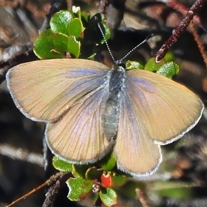 Candalides heathi (Rayed Blue) at Cotter River, ACT - 24 Oct 2025 by JohnBundock
