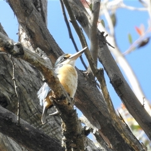 Todiramphus sanctus at Uriarra Village, ACT - 23 Oct 2025 by KMcCue