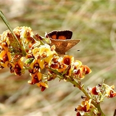 Lucia limbaria (Chequered Copper) at Uriarra Village, ACT - 23 Oct 2025 by KMcCue