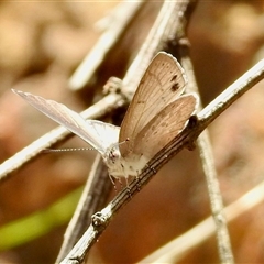 Erina hyacinthina (Varied Dusky-blue) at Uriarra Village, ACT - 23 Oct 2025 by KMcCue