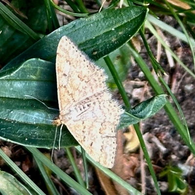 Scopula rubraria (Reddish Wave, Plantain Moth) at Uriarra Village, ACT - 24 Oct 2025 by KMcCue