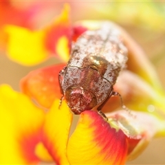 Diphucrania acuducta (Acuducta jewel beetle) at Uriarra Village, ACT - 24 Oct 2025 by Harrisi