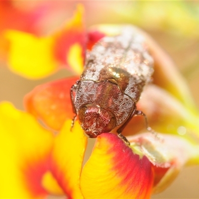 Diphucrania acuducta (Acuducta jewel beetle) at Uriarra Village, ACT - 24 Oct 2025 by Harrisi