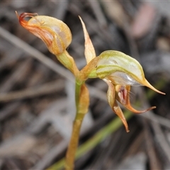 Oligochaetochilus hamatus (Southern Hooked Rustyhood) at Uriarra Village, ACT - 24 Oct 2025 by Harrisi