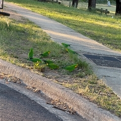 Polytelis swainsonii (Superb Parrot) at Macquarie, ACT - 24 Oct 2025 by Puffin66