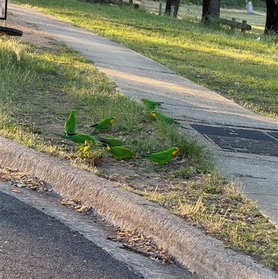 Polytelis swainsonii (Superb Parrot) at Macquarie, ACT - 24 Oct 2025 by Puffin66