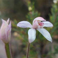 Caladenia alpina (Mountain Caps) at Jingera, NSW - 24 Oct 2025 by Csteele4