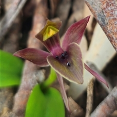Chiloglottis valida (Large Bird Orchid) at Jingera, NSW - 24 Oct 2025 by Csteele4