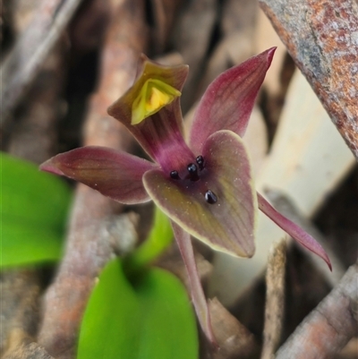 Chiloglottis valida (Large Bird Orchid) at Jingera, NSW - 24 Oct 2025 by Csteele4