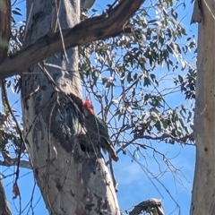 Callocephalon fimbriatum by samreid007