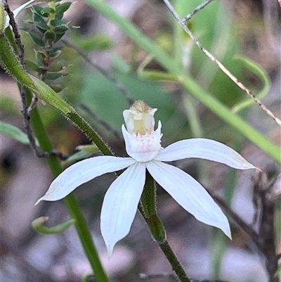 Caladenia moschata (Musky Caps) at Karabar, NSW - 25 Oct 2025 by Youspy
