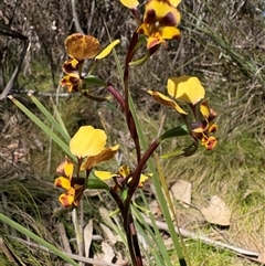 Diuris semilunulata (Late Leopard Orchid) at Cotter River, ACT - 25 Oct 2025 by LukeMcElhinney