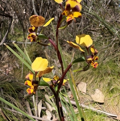 Diuris semilunulata (Late Leopard Orchid) at Cotter River, ACT - 25 Oct 2025 by LukeMcElhinney