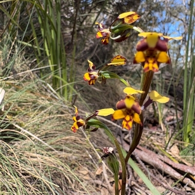 Diuris semilunulata (Late Leopard Orchid) at Brindabella, NSW - 25 Oct 2025 by LukeMcElhinney