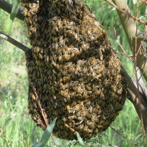 Apis mellifera (European honey bee) at Bellmount Forest, NSW - 24 Oct 2025 by Christine