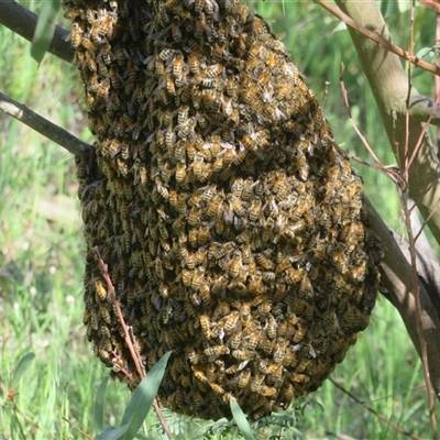 Apis mellifera (European honey bee) at Bellmount Forest, NSW - 24 Oct 2025 by Christine