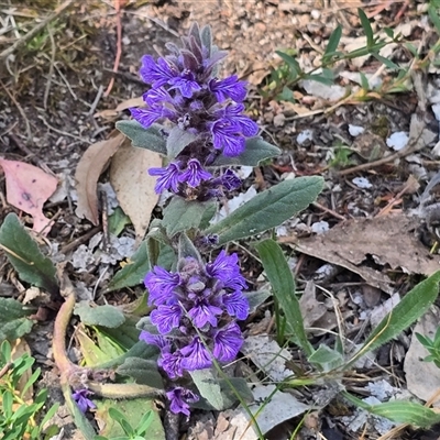 Ajuga australis (Austral Bugle) at O'Malley, ACT - 25 Oct 2025 by Mike