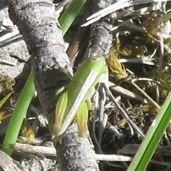 Praxibulus sp. (genus) (A grasshopper) at Bellmount Forest, NSW - 24 Oct 2025 by Christine