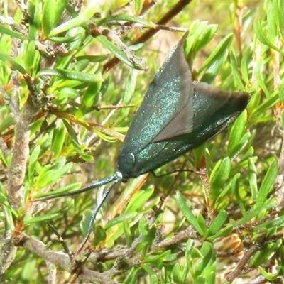 Pollanisus (genus) (A Forester Moth) at Bellmount Forest, NSW - 24 Oct 2025 by Christine