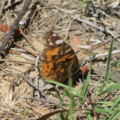 Vanessa kershawi (Australian Painted Lady) at Gundaroo, NSW - 24 Oct 2025 by Christine