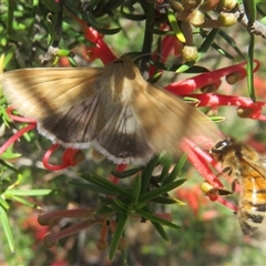 Helicoverpa punctigera (Native Budworm) at Gundaroo, NSW - 24 Oct 2025 by Christine