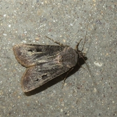 Agrotis infusa (Bogong Moth, Common Cutworm) at Wollogorang, NSW - 24 Oct 2025 by Christine