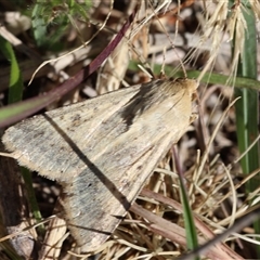 Helicoverpa (genus) (A bollworm) at Lyons, ACT - 25 Oct 2025 by ran452