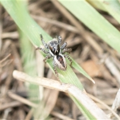 Jotus frosti (Frost's jumping spider) at Uriarra Village, ACT - 24 Oct 2025 by AlisonMilton