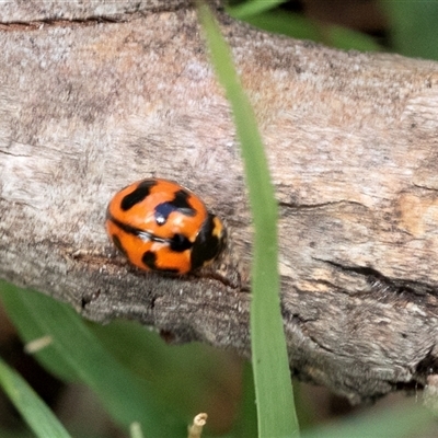 Coccinella transversalis (Transverse Ladybird) at Uriarra Village, ACT - 24 Oct 2025 by AlisonMilton