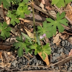 Geranium solanderi var. solanderi (Native Geranium) at Uriarra Village, ACT - 24 Oct 2025 by AlisonMilton