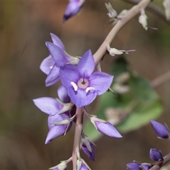 Veronica perfoliata (Digger's Speedwell) at Uriarra Village, ACT - 24 Oct 2025 by AlisonMilton
