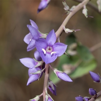 Veronica perfoliata (Digger's Speedwell) at Uriarra Village, ACT - 24 Oct 2025 by AlisonMilton