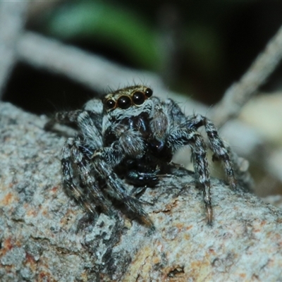 Jotus sp. (genus) (Unidentified Jotus Jumping Spider) at Captains Flat, NSW - 25 Oct 2025 by Csteele4