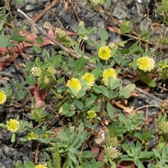 Trifolium campestre (Hop Clover) at Uriarra Village, ACT - 24 Oct 2025 by AlisonMilton