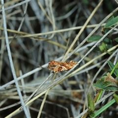 Epitymbia isoscelana (A Tortricid moth (Tortricinae)) at Captains Flat, NSW - 25 Oct 2025 by Csteele4