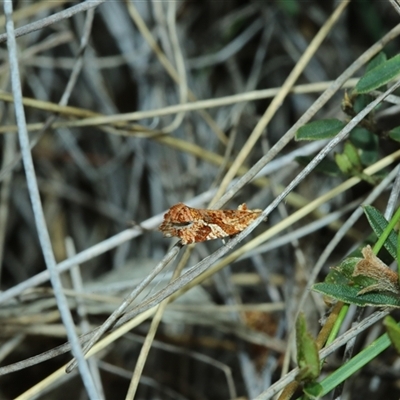 Epitymbia isoscelana (A Tortricid moth (Tortricinae)) at Captains Flat, NSW - 25 Oct 2025 by Csteele4