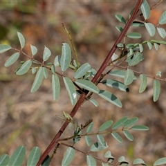 Indigofera australis subsp. australis (Australian Indigo) at Uriarra Village, ACT - 24 Oct 2025 by AlisonMilton